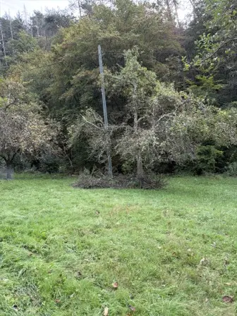 Foto treephoto-cno0xnvx7h6wux0xy8ofvdhr.jpeg