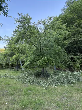 Foto treephoto-eoaw0ggi3azla6n7e61fllp8.jpeg