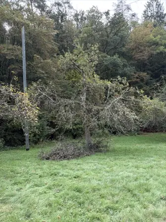 Foto treephoto-ge00reqdsx40hp23qlbyjfio.jpeg