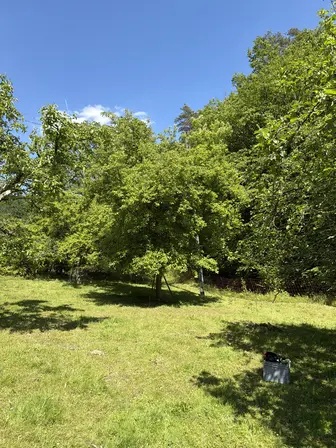 Foto treephoto-offzkrcekkaf0ek0f51gmvjg.jpeg
