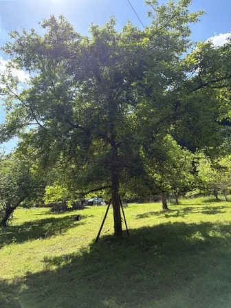 Foto treephoto-r0hkccsw57rlk9cfeyndjrm3.jpeg