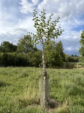 Foto treephoto-a1fapsx3hvvitcgb0hml22g9.jpeg