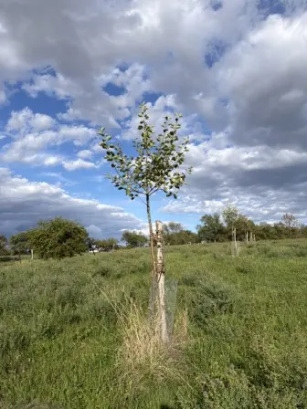 Foto treephoto-d39rom6tl1rjfts79a5ss4zz.jpeg