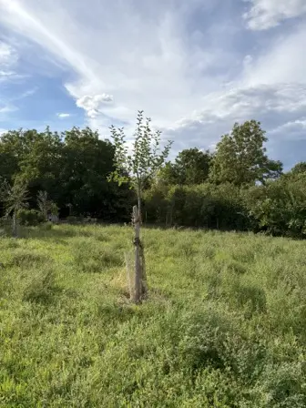Foto treephoto-i300pu1z3xlo7fyzrzvffd9s.jpeg