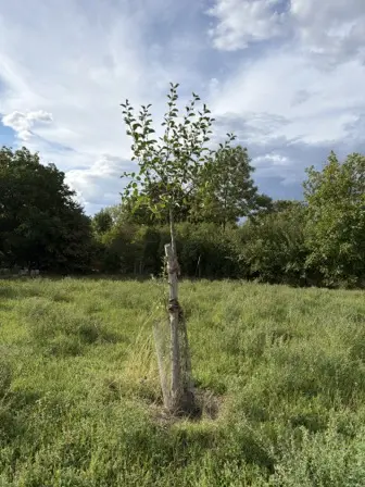 Foto treephoto-vaoizthkdn23lnh45ewwn0k0.jpeg