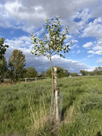Foto treephoto-ysfdzfttshdl5k3t0cpmx9xf.jpeg