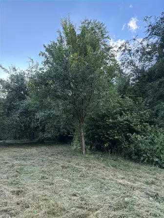 Foto treephoto-a1jy4ff4edzdmqv9fy204ar7.jpeg
