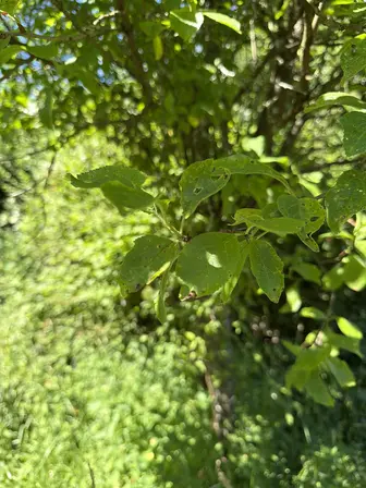 Foto treephoto-alsn0nv5lpl6018536ielq7h.jpeg