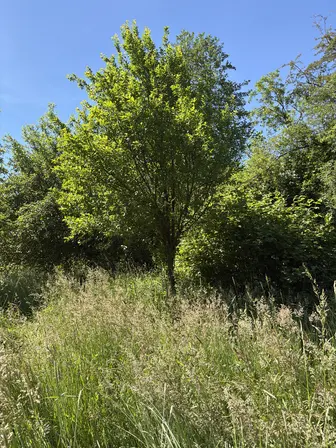 Foto treephoto-catueddvgw2pguqd0kgvncka.jpeg