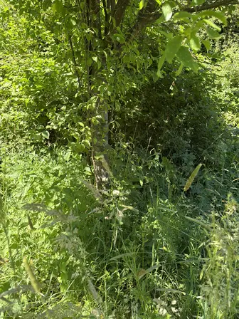 Foto treephoto-dukeyj1wabo0hv6ps5wkkrme.jpeg