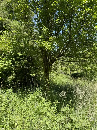 Foto treephoto-hxewnn98w57pguspqiwej7wh.jpeg