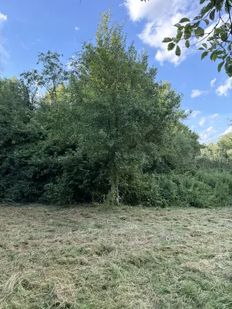 Foto treephoto-q28b9htjkmj4wk87ey6yvr9j.jpeg