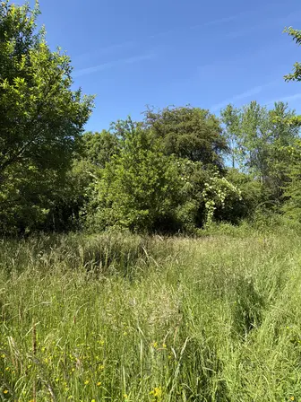Foto treephoto-u80lj9vetplijeha2vpya742.jpeg