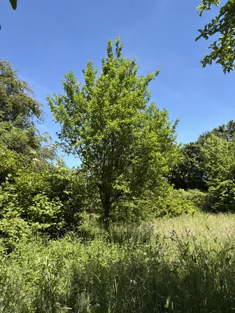 Foto treephoto-w4dufcdc2fhs2o66p628ysja.jpeg
