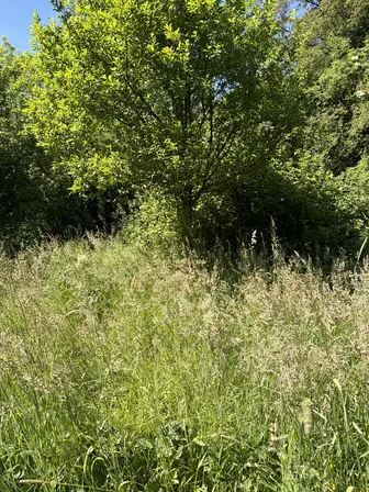 Foto treephoto-wo8ksn76jbahnl0h4n834mkj.jpeg