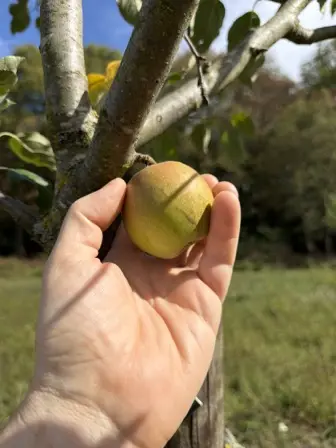 Foto treephoto-iquunu1wlif53oyk98zwx4e8.jpeg