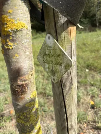 Foto treephoto-mqa4hsymd8cmflrffxqxl1e1.jpeg