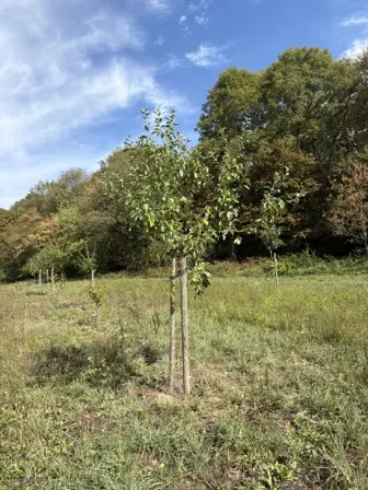 Foto treephoto-ukvcvz0e3xg30504n07g2uoj.jpeg