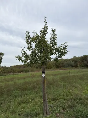 Foto treephoto-ktfdk7tw0gfywpfxp53m5ib1.jpeg
