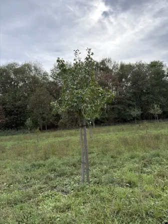 Foto treephoto-lcan35546o5jmo4qn3o3vi8e.jpeg