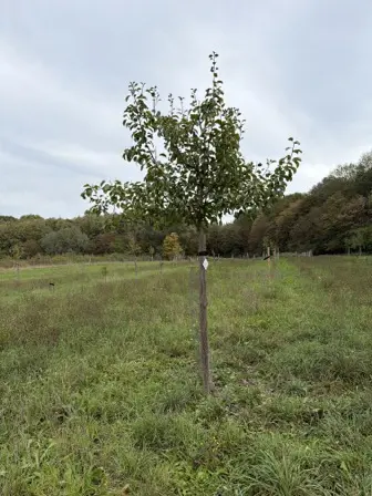 Foto treephoto-olwie6ss94hbvpyrzlry0f3r.jpeg