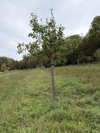 Foto treephoto-wsfu7osjoskzv6zz07o44zsg.jpeg