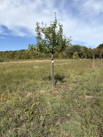 Foto treephoto-z01n9z8lwj3b4p0db0bbenc7.jpeg