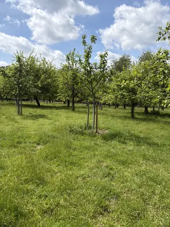 Foto treephoto-r5t5eh26j8ztn9duyqk40fh7.jpeg