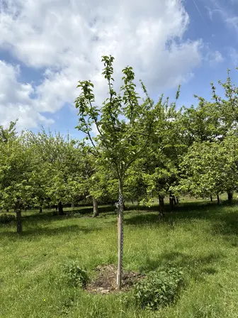 Foto treephoto-sua25y1mwievfrsta69fjkgt.jpeg