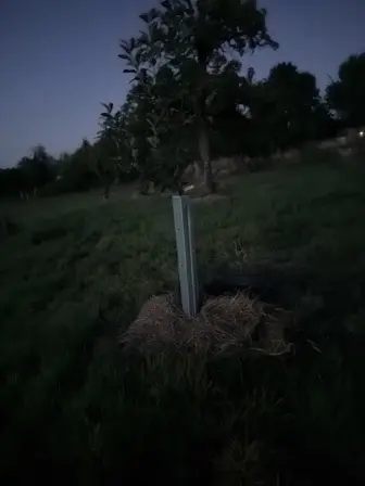 Foto treephoto-nmpb43l1c2semd9ko2w3wude.jpeg
