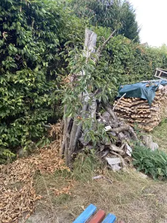 Foto treephoto-bdsogjl1hpa75lthsre61dfu.jpeg