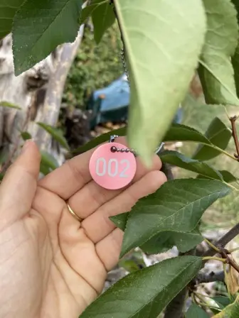 Foto treephoto-ihxozs4wmjpxljjsdyozbhxk.jpeg