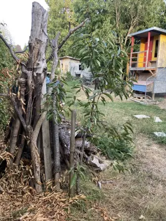Foto treephoto-qj3axqxb9cjesp57uunsyfxh.jpeg