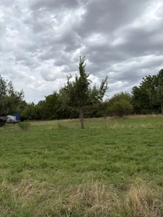 Foto treephoto-fd5ugh1n4lm3k70eg4d69m9i.jpeg