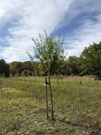 Foto treephoto-bizo54ssa87k6t6kntzq8zbt.jpeg