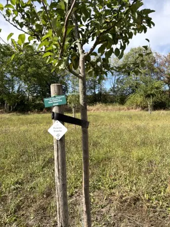 Foto treephoto-juvpn0chnrbtngyewwpkg6kw.jpeg