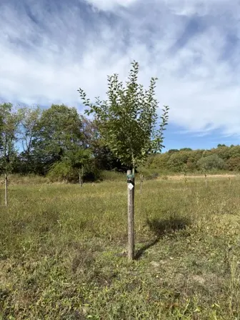 Foto treephoto-p12wxbmm8voglk5rw35qoyse.jpeg
