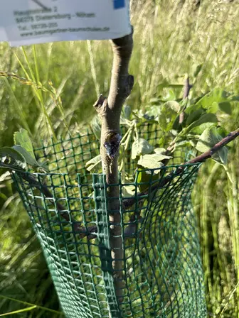 Foto treephoto-c8q5ebvzibksed06c66sgkqg.jpeg