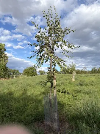 Foto treephoto-njpqlr2w40zvorwnuzd4gghw.jpeg