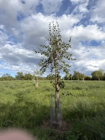 Foto treephoto-qk03j47befinozm32iuzqbmy.jpeg
