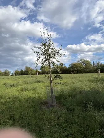 Foto treephoto-v7yl9qk0kvcarqgownz16q1d.jpeg