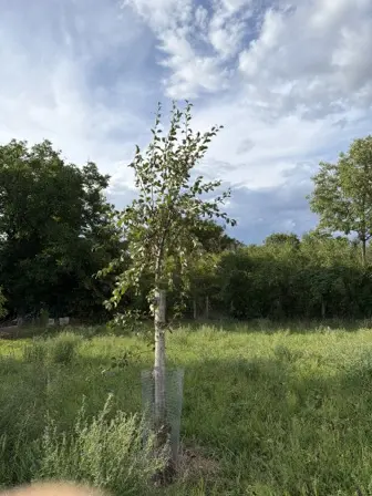 Foto treephoto-x0jh4qxum640eg17n4zyljtd.jpeg