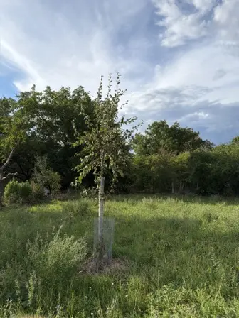 Foto treephoto-ypfehkknnr120w3bl1jjlkk5.jpeg
