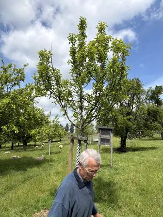 Foto treephoto-dhykhhs86q0k5p1qdme9hqzr.jpeg