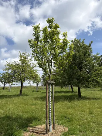 Foto treephoto-xomw3uumum09mo40ck92dhgr.jpeg