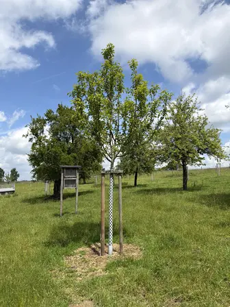 Foto treephoto-zdic1cf7lyp5gjo2rir7li6j.jpeg
