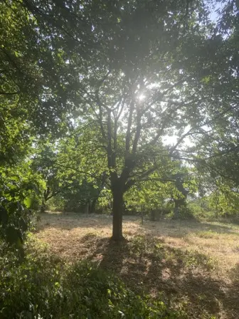 Foto treephoto-ahr372gr8ekip8lwr52zhdve.jpeg