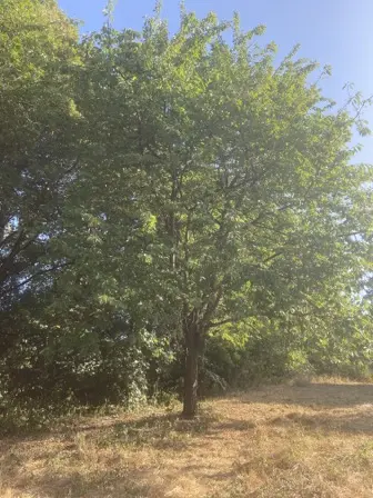 Foto treephoto-f2dtn0wy3tpesxjc325zvyki.jpeg