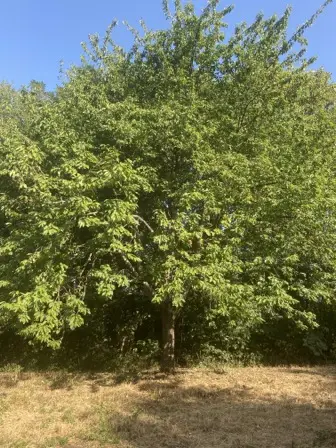 Foto treephoto-gmy4juzy96xnvvtn4yj1ygwx.jpeg