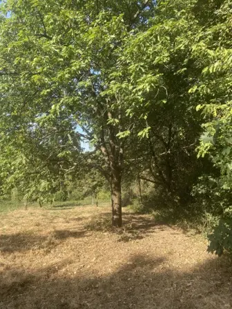 Foto treephoto-vitni352mwsgw5rd04s9f31m.jpeg